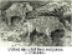 cave paintings of bison
